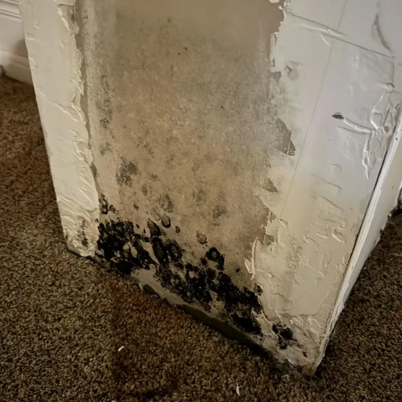 Professional Mold Removal in Franklin Furnace, OH